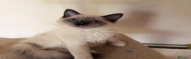 Ragdoll 3