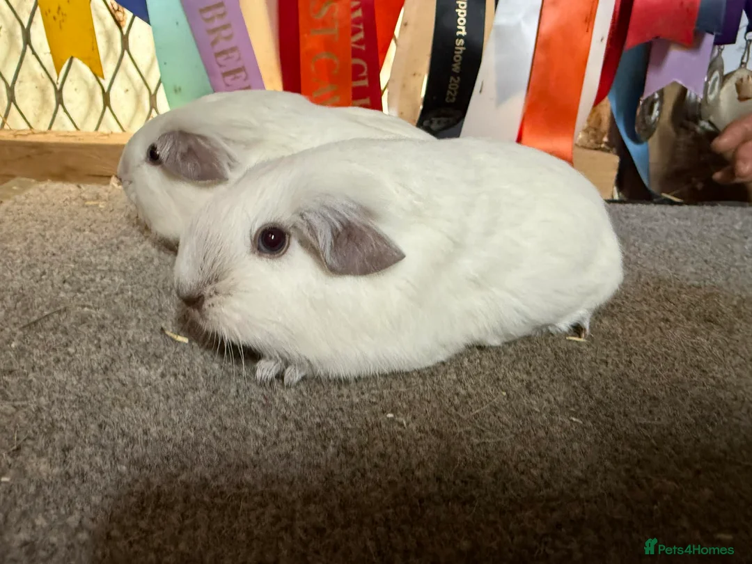 Guinea Pig rodents for sale: 2 x Chocolate point white Californian sows - Advert 4