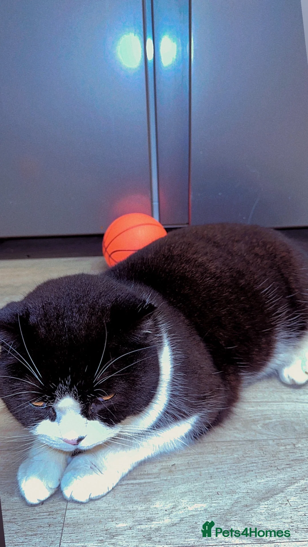 British Shorthair cats for sale: British Shorthair Tuxedo Male Cat❤️ - Advert 2