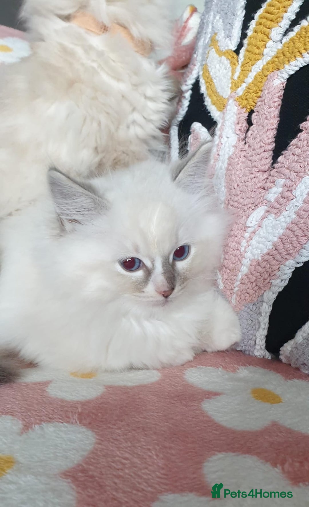 Ragdoll cats for sale: Absolutely Stunning GCCF Registered Kittens. - Advert 13