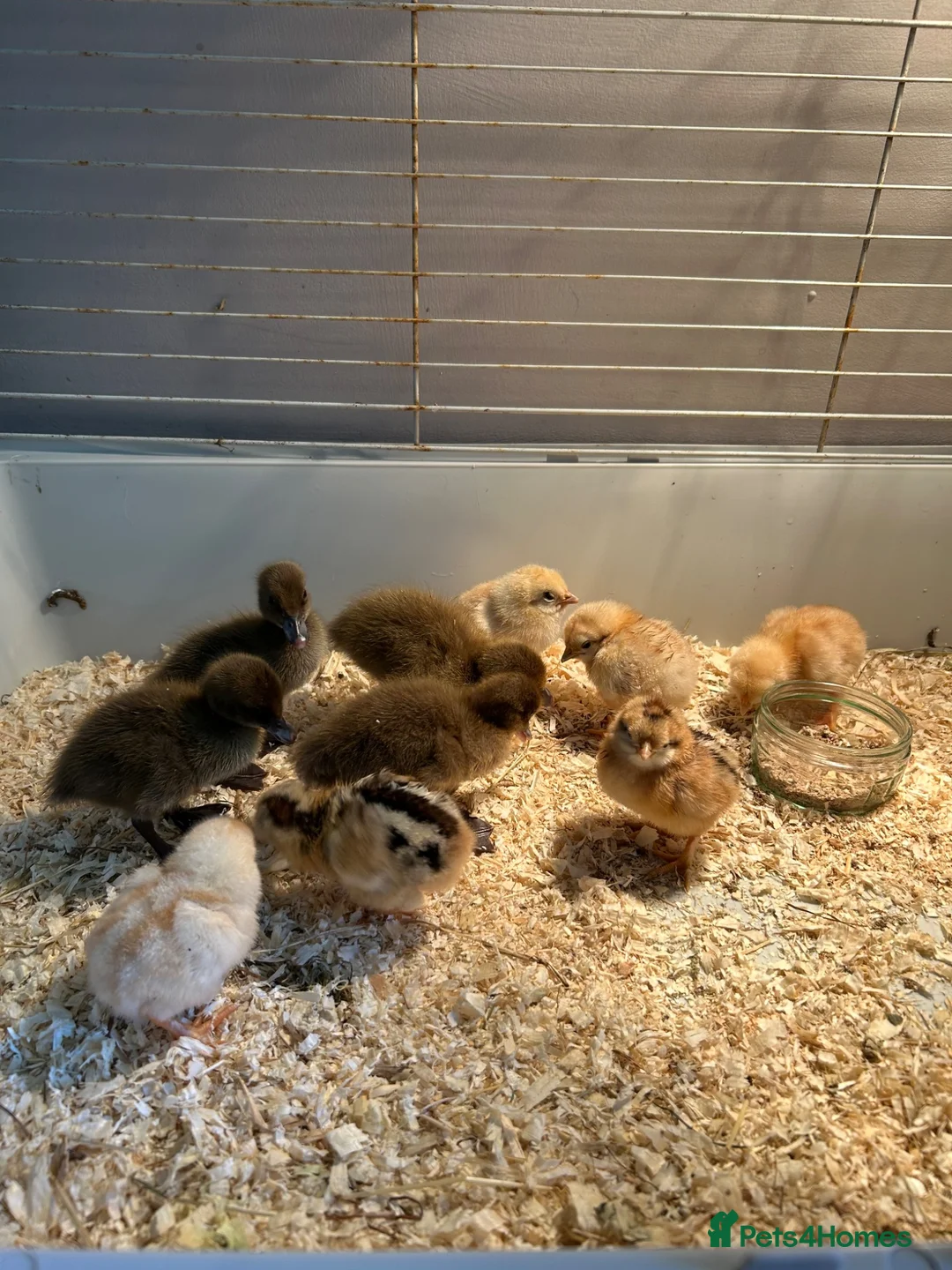 Chickens poultry for sale: Chicks and ducklings for sale  in Liverpool - Advert 7
