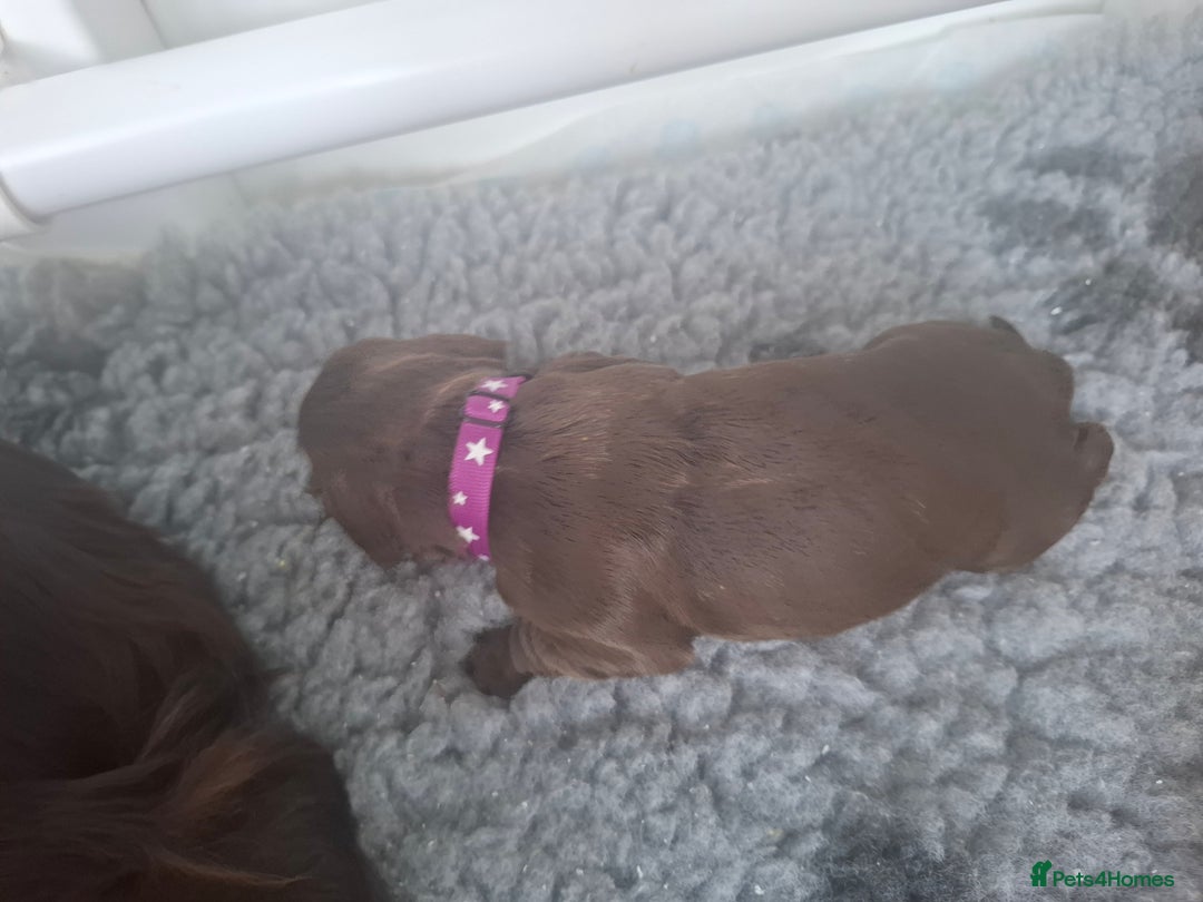 Cocker Spaniel dogs for sale: Working Cocker Spaniel Pups parents DNA tested - Image 8