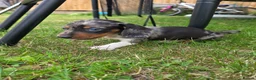 Miniature Dachshund dogs for sale: Miniature dachshund  - Advert 7