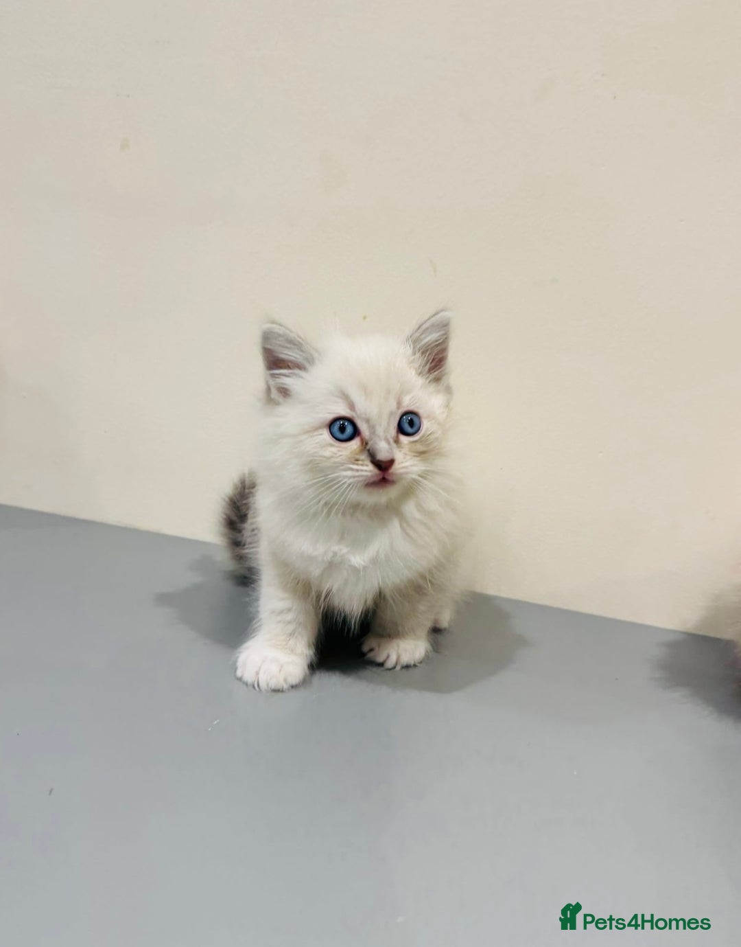 Ragdoll cats for sale: Adorable Pure Ragdoll Kittens - Advert 8