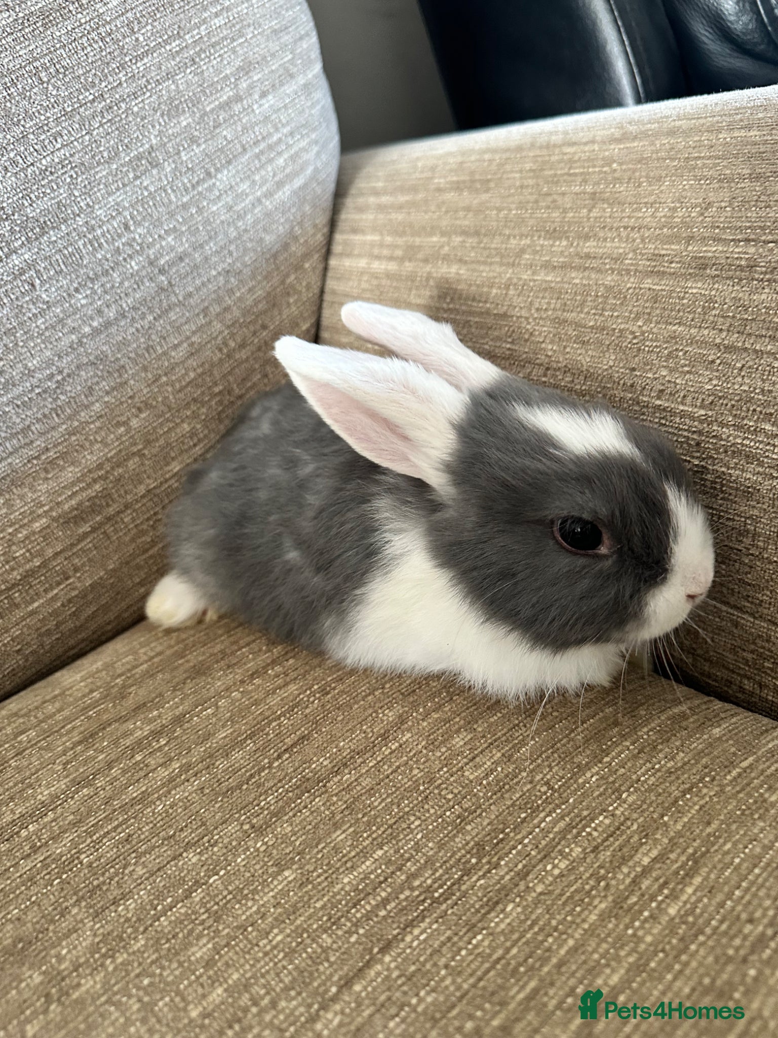 Mini Lop rabbits  Mini lop available ready to leave now three boys - Advert 2
