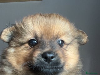 Pomchi dogs Pomeranian x pomchi puppys - Advert 8