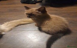 Ragdoll cats for sale: Cute ragdoll looking for a home - Image 3