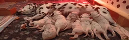 Dalmatian dogs for sale: Beautiful dalmatian puppies - Advert 18
