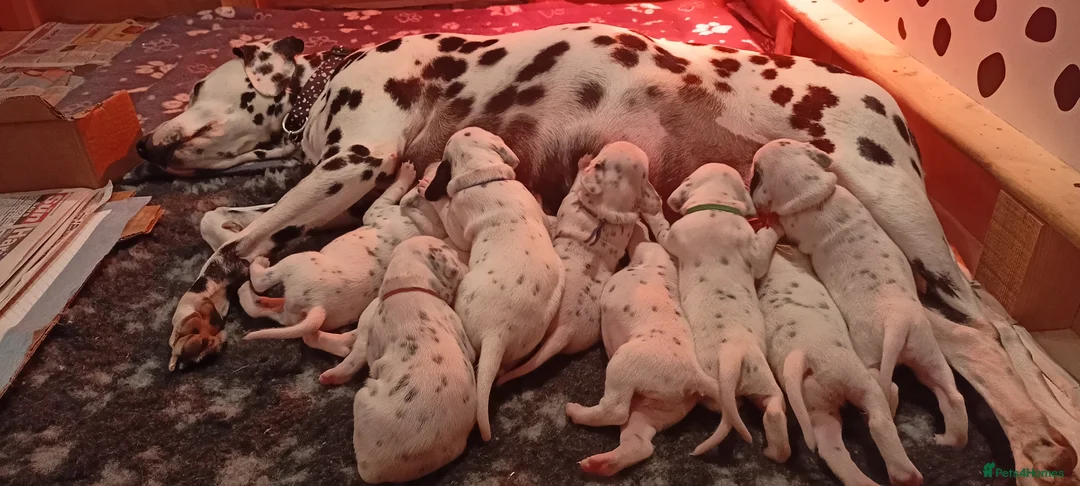 Dalmatian dogs for sale: Beautiful dalmatian puppies - Advert 18