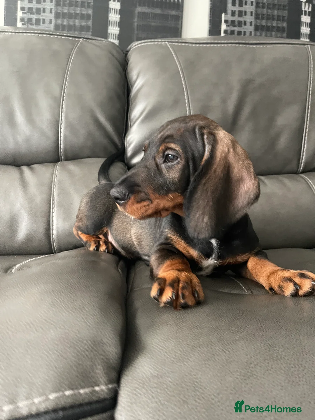 Dachshund dogs for stud: Dachshund standard (Teckle)  - Advert 7