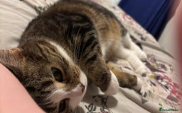 Mixed Breed cats for sale: Female cat forsale  - Image 2