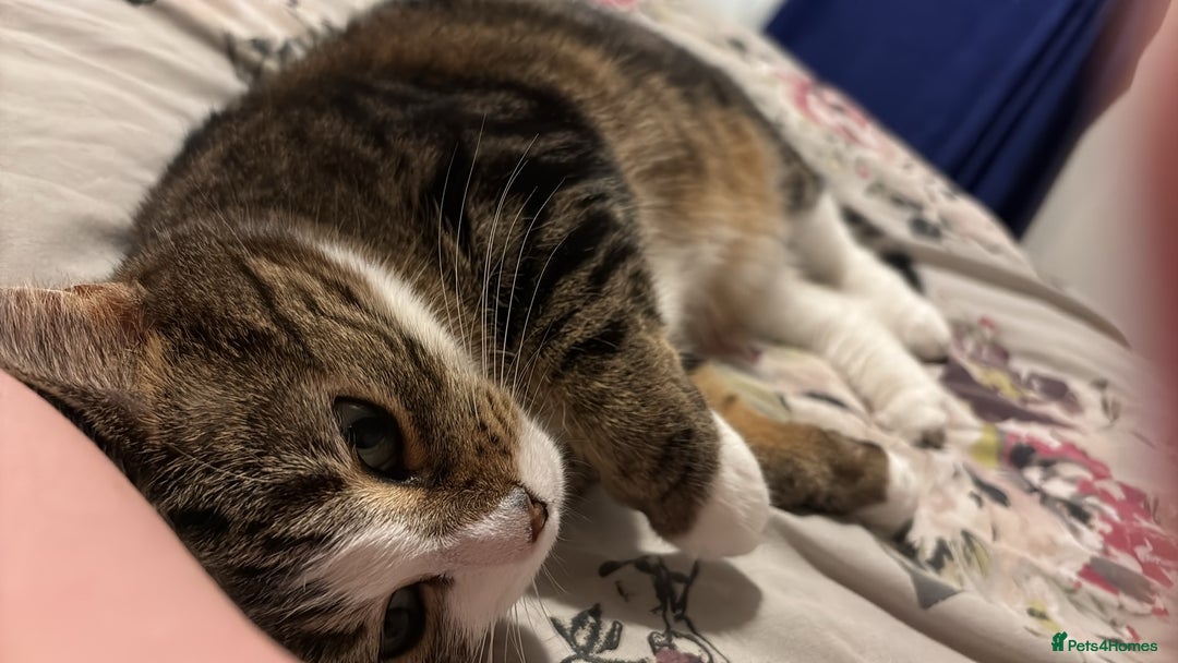 Mixed Breed cats for sale: Female cat forsale  - Image 2