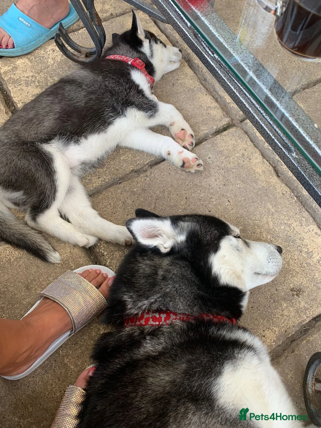 Siberian Husky dogs for stud: 🐺Lucky🐺 in Birmingham - Advert 12