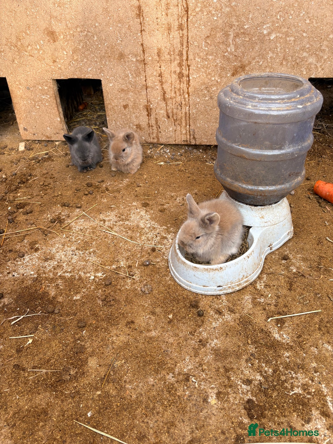 Lionhead rabbits for sale: Baby Rabbits for sale - Advert 5