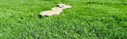 Miniature Dachshund dogs for sale: Cream/blonde long hair kc reg miniature dachshund  - Advert 7