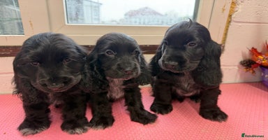 Cocker Spaniel dogs - Advert 15