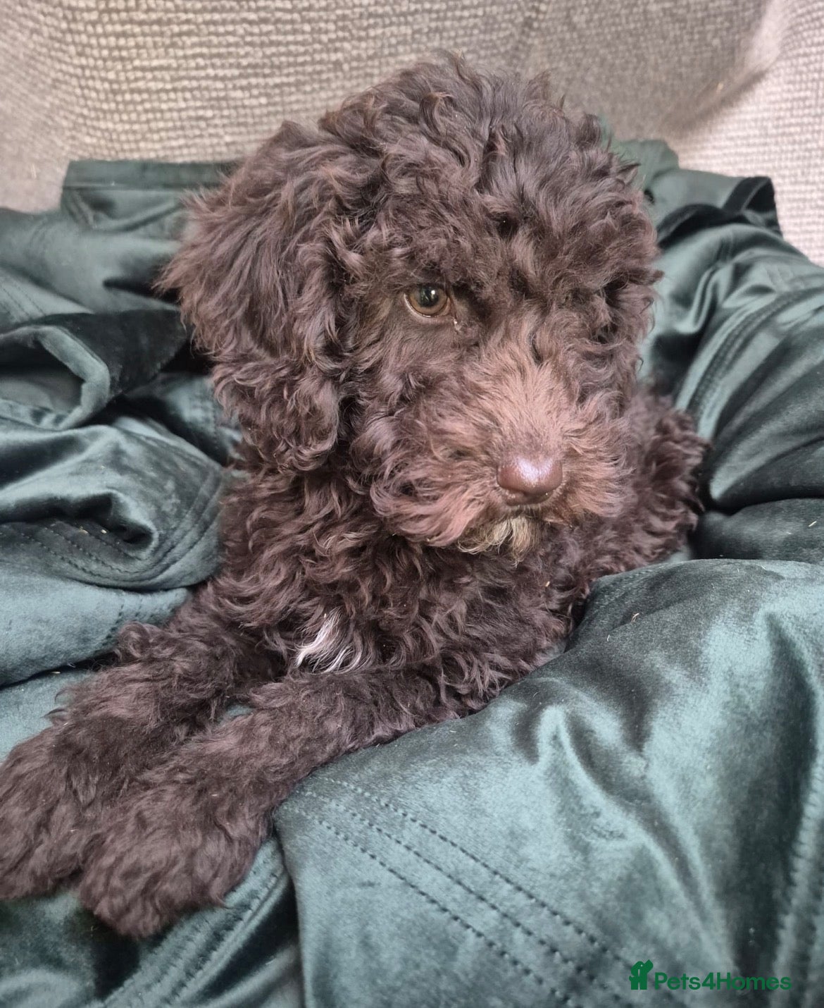 Cockapoo dogs Gorgeous f2b cockapoos  - Advert 15
