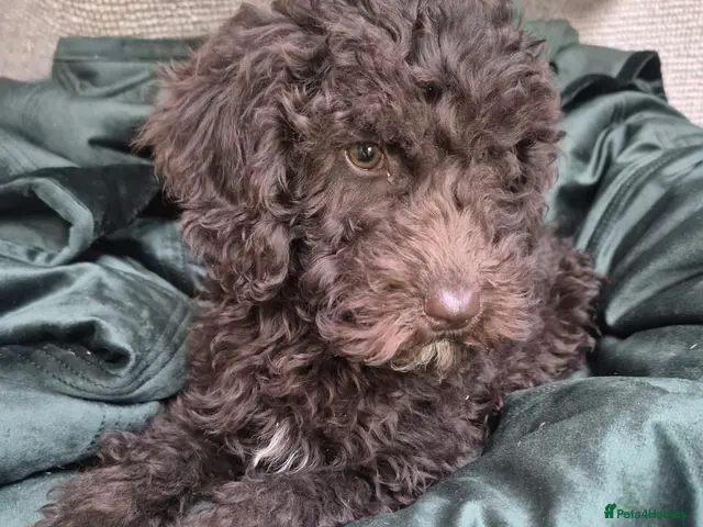 Cockapoo dogs Gorgeous f2b cockapoos - Advert 15