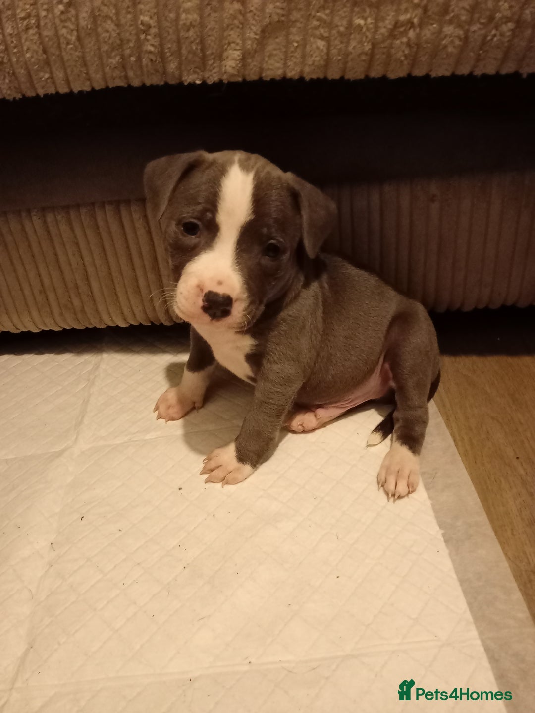 Staffordshire Bull Terrier dogs for sale: Beautiful blue Staffordshire bull terrier puppies  - Advert 9