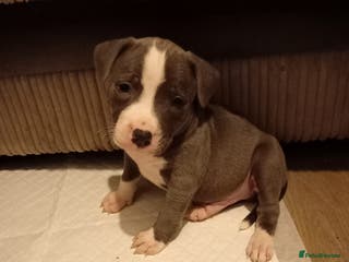 Staffordshire Bull Terrier dogs Beautiful blue boy Staffordshire bull terrier pup - Advert 2