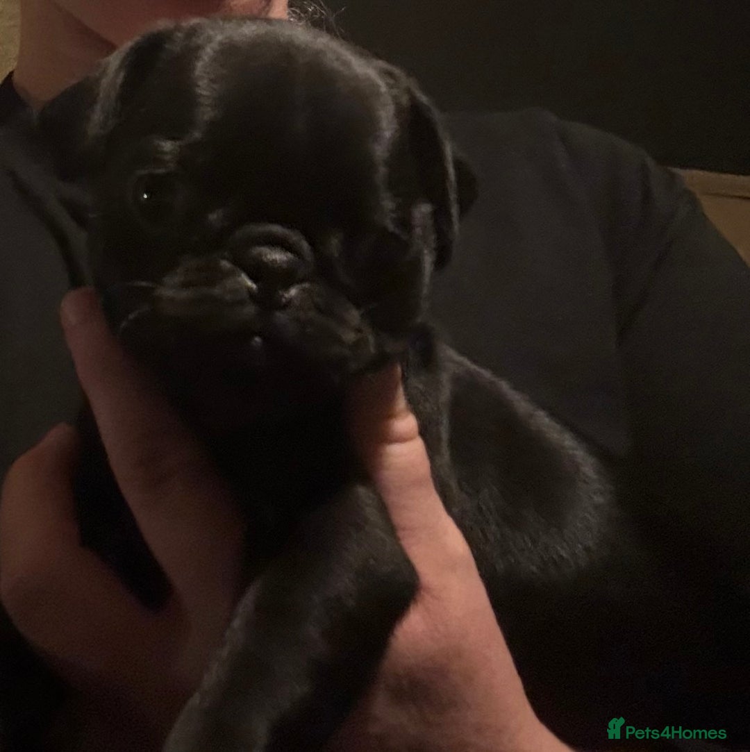 Pug dogs for sale: Male & Female Pug pups - Advert 1
