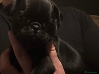 Pug dogs Male & Female Pug pups - Advert 1
