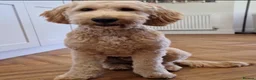 Mixed Breed dogs for sale: Golden Doodle X  - Advert 8