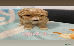 Cockapoo dogs for sale: Beautiful cockapoo pups - Image 3