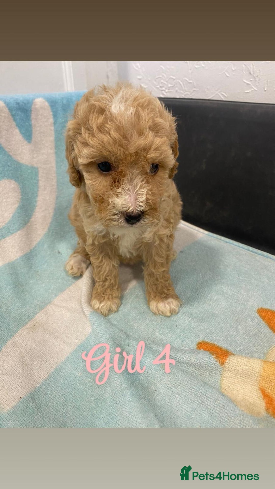 Cockapoo dogs for sale: Beautiful cockapoo pups - Image 3