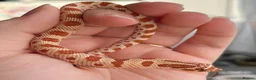 Snake reptiles for sale: Various 2024/2025 Western Hognoses - Advert 5