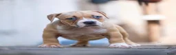 American Bully dogs for sale: American Pocket Bully’s  - Advert 4