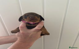 Miniature Dachshund dogs for sale: Miniature Dachshunds - Image 17