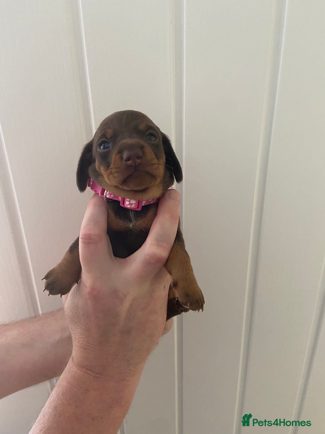 Miniature Dachshund dogs for sale: Miniature Dachshunds - Image 17