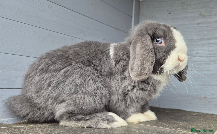 Mini Lop rabbits - Advert 9