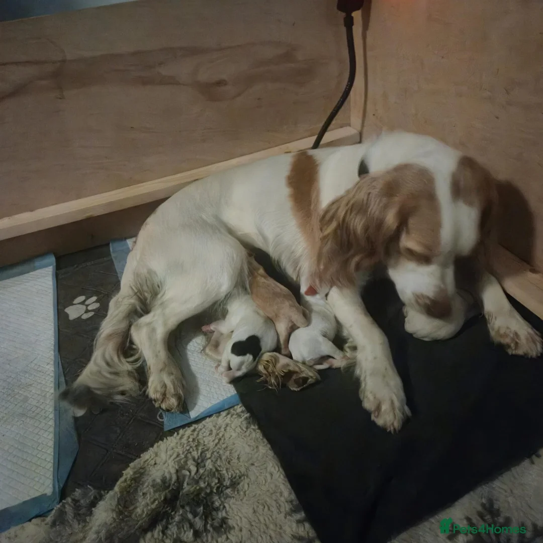 Cocker Spaniel dogs for sale: Cocker spaniel puppies - Advert 13