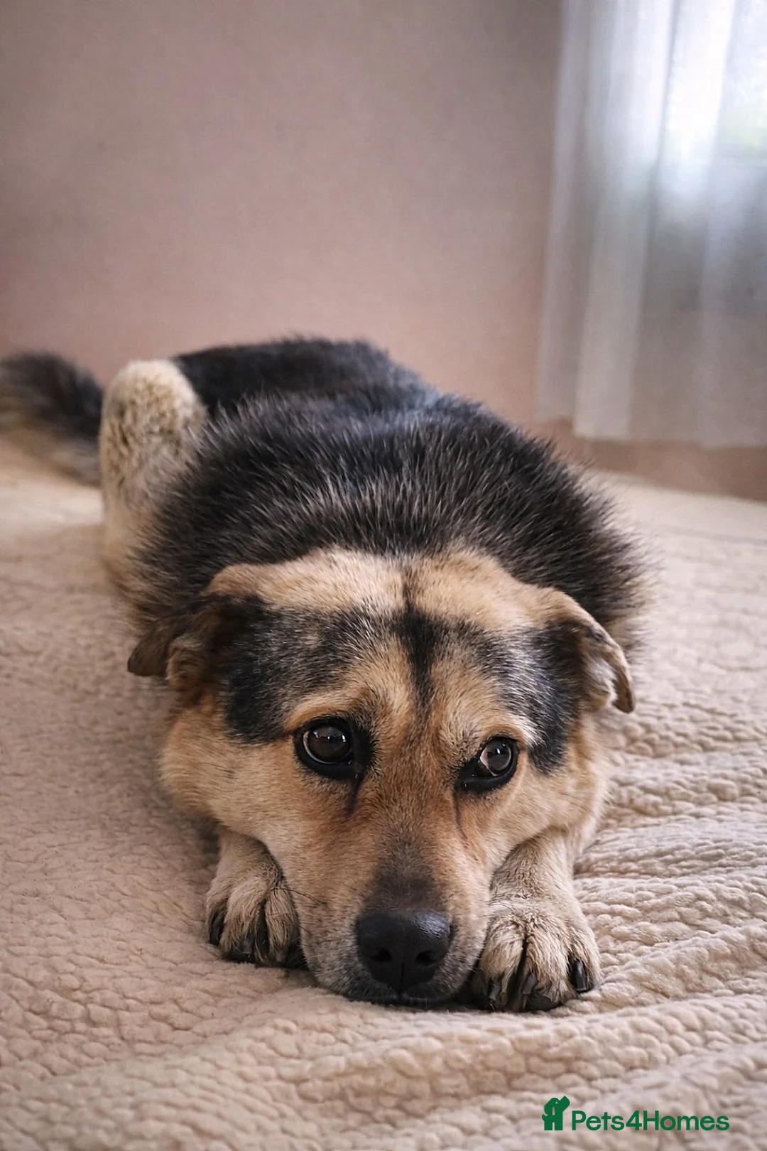 Mixed Breed dogs for adoption: 🐶Really… does nobody want to give me a chance? 💔 - Advert 1