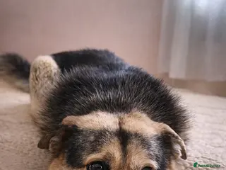 Mixed Breed dogs 🐶Really… does nobody want to give me a chance? 💔 - Advert 16