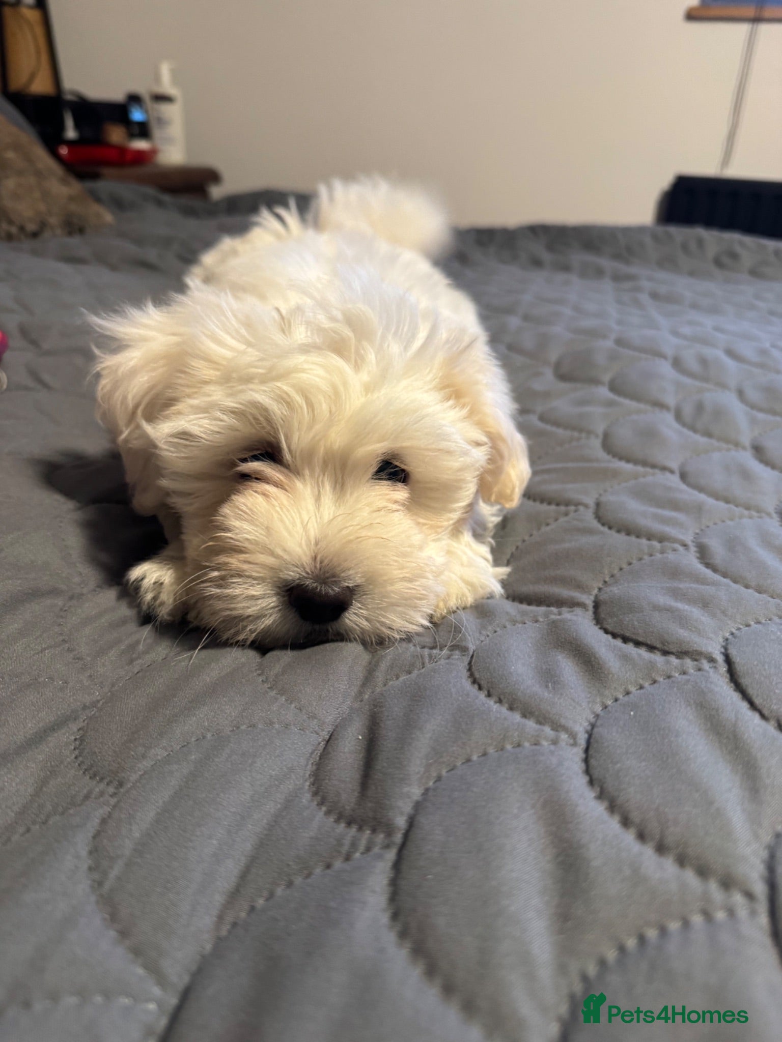 Maltese dogs Maltese female puppy - available!!! - Advert 1