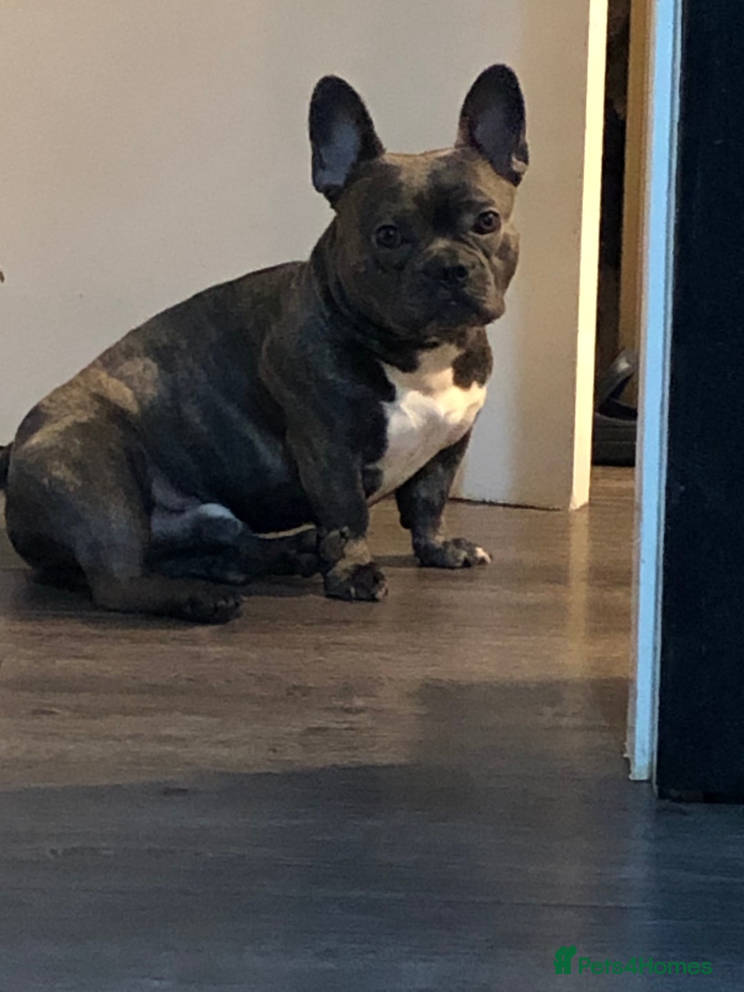 French Bulldog dogs for sale: 2 year old male French bulldog - Advert 3
