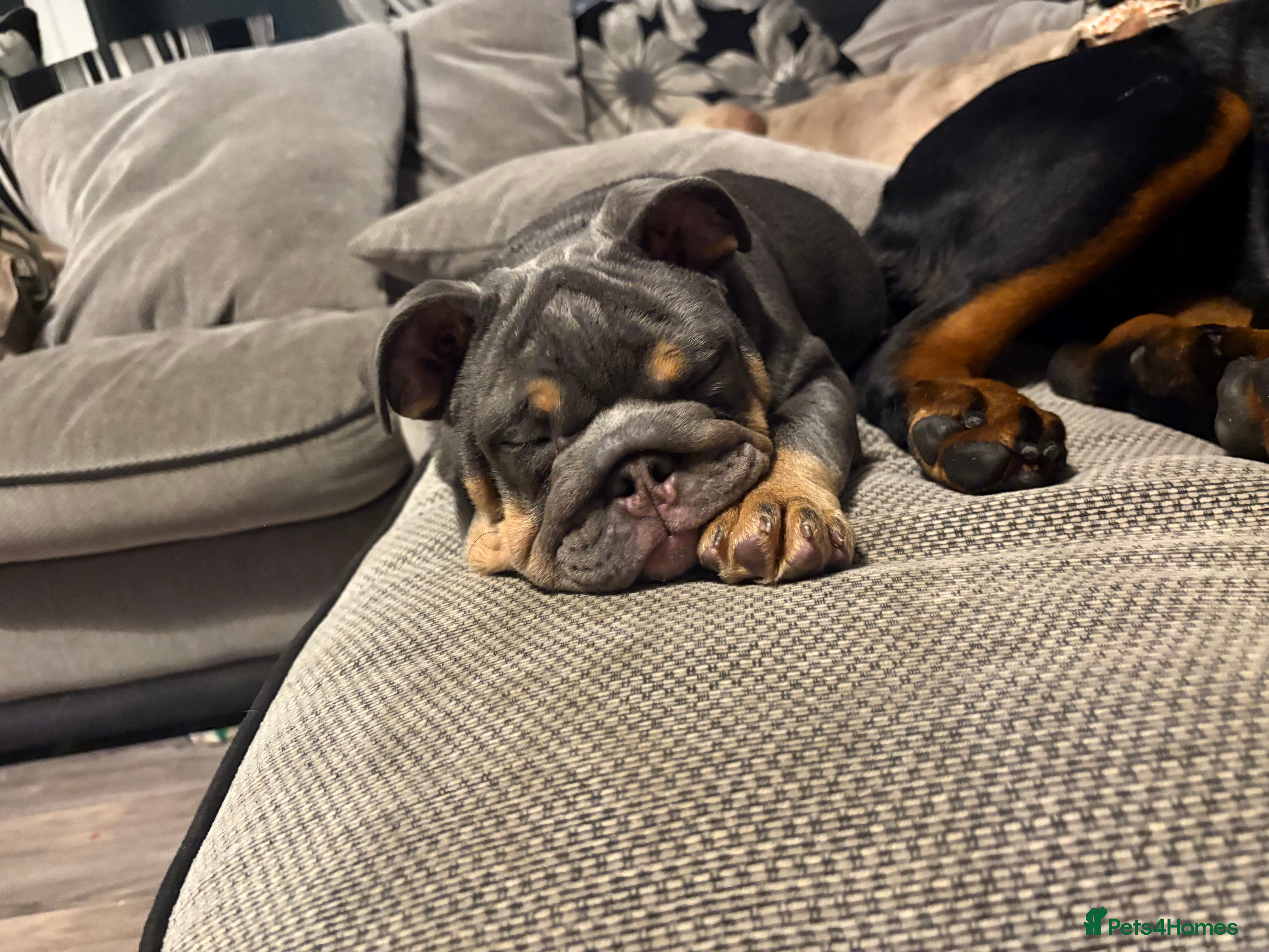 English Bulldog dogs *REDUCED fully vaccinated* English Bulldog Female - Advert 7