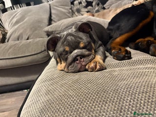 English Bulldog dogs *REDUCED fully vaccinated* English Bulldog Female - Advert 7