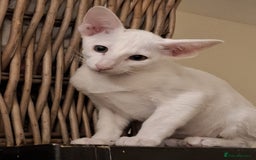 Oriental cats for sale: Absolutly loving beautiful oriental kittens - Image 3