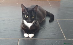Mixed Breed cats for sale: Kitten looking for a home - Image 1