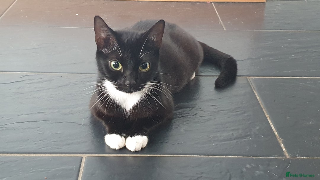 Mixed Breed cats for sale: Kitten looking for a home - Image 1