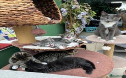 Mixed Breed cats for sale: Sweet natured kittens ready to go - Advert 1