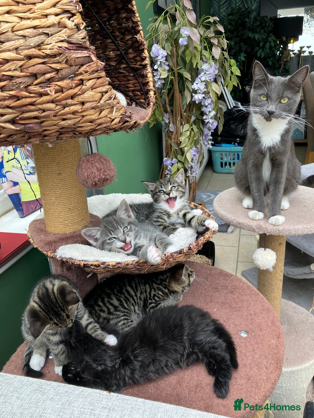 Mixed Breed cats for sale: Sweet natured kittens ready to go - Advert 1