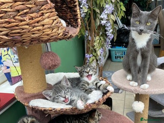 Mixed Breed cats for sale: Sweet natured kittens ready to go - Advert 1