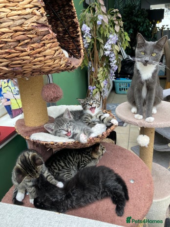 Mixed Breed cats Sweet natured kittens ready to go - Advert 1