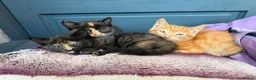 Mixed Breed cats for sale: Gorgeous kittens - Advert 7