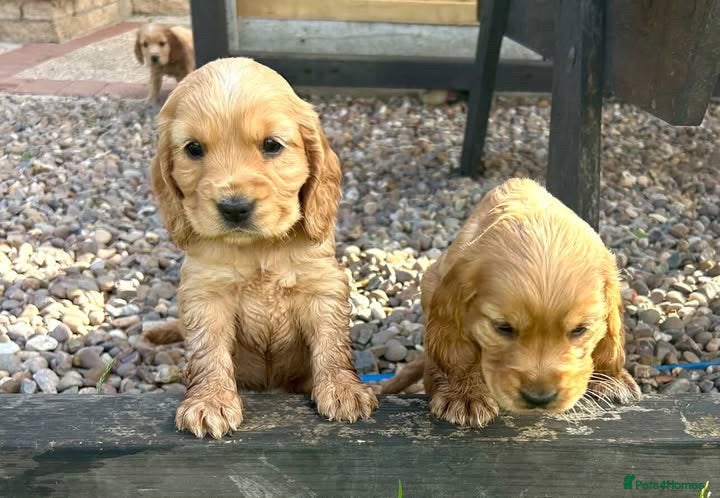 Cocker Spaniel dogs show type cocker spaniel puppy’s  - Advert 1